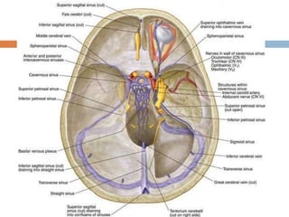 15 dural venous sinuses