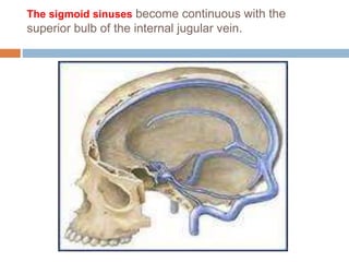 The sigmoid sinuses become continuous with the
superior bulb of the internal jugular vein.
 