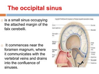 The occipital sinus
 is a small sinus occupying
the attached margin of the
falx cerebelli.
 It commences near the
foramen magnum, where
it communicates with the
vertebral veins and drains
into the confluence of
sinuses.
 