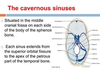 The cavernous sinuses
 Situated in the middle
cranial fossa on each side
of the body of the sphenoid
bone.
 Each sinus extends from
the superior orbital fissure
to the apex of the petrous
part of the temporal bone.
 