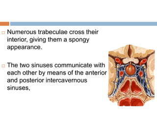  Numerous trabeculae cross their
interior, giving them a spongy
appearance.
 The two sinuses communicate with
each other by means of the anterior
and posterior intercavernous
sinuses,
 