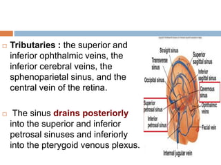  Tributaries : the superior and
inferior ophthalmic veins, the
inferior cerebral veins, the
sphenoparietal sinus, and the
central vein of the retina.
 The sinus drains posteriorly
into the superior and inferior
petrosal sinuses and inferiorly
into the pterygoid venous plexus.
 