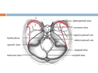 15 dural venous sinuses