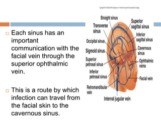  Each sinus has an
important
communication with the
facial vein through the
superior ophthalmic
vein.
 This is a route by which
infection can travel from
the facial skin to the
cavernous sinus.
 