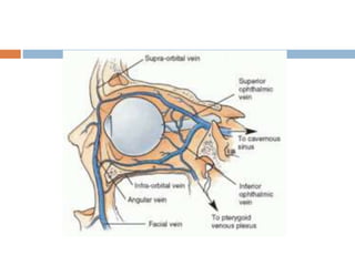 15 dural venous sinuses