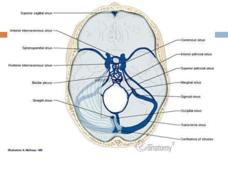 15 dural venous sinuses