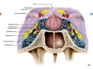 15 dural venous sinuses