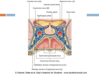 15 dural venous sinuses