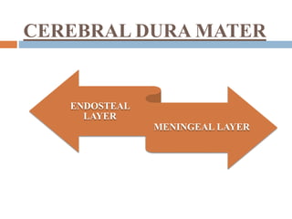 CEREBRAL DURA MATER
ENDOSTEAL
LAYER
MENINGEAL LAYER
 