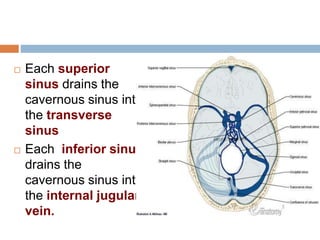  Each superior
sinus drains the
cavernous sinus into
the transverse
sinus
 Each inferior sinus
drains the
cavernous sinus into
the internal jugular
vein.
 