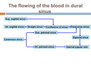 The flowing of the blood in dural
sinus
Sup. sagittal sinus
Inf. sagittal sinus Straight sinus Confluence of sinus Transverse sinus
Cavernous sinus
Sup. petrosal sinus
Inf. petrosal sinus Internal jugular vein
Sigmoid sinus
 