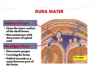 15 dural venous sinuses