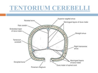 TENTORIUM CEREBELLI
 