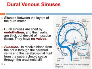 Dural Venous Sinuses
 Situated between the layers of
the dura mater .
 Dural sinuses are lined by
endothelium, and their walls
are thick but devoid of muscular
tissue. They have no valves.
 Function. to receive blood from
the brain through the cerebral
veins and the cerebrospinal fluid
from the subarachnoid space
through the arachnoid villi
 .
 