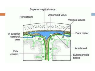 15 dural venous sinuses