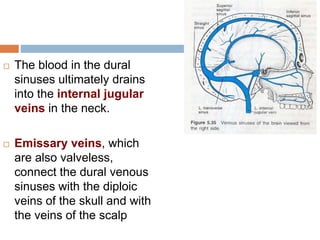  The blood in the dural
sinuses ultimately drains
into the internal jugular
veins in the neck.
 Emissary veins, which
are also valveless,
connect the dural venous
sinuses with the diploic
veins of the skull and with
the veins of the scalp
 