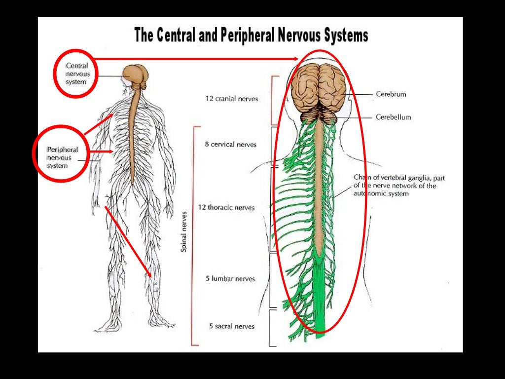 Nervous System