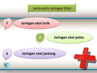 Jenis-jenis Jaringan Otot
Jaringan otot lurik
Jaringan otot polos
Jaringan otot jantung
1
2
3
 