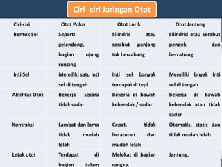 Ciri- ciri Jaringan Otot
Ciri-ciri Otot Polos Otot Lurik Otot Jantung
Bentuk Sel Seperti
gelendong,
bagian ujung
runcing
Silindris atau
serabut panjang
tak bercabang
Silindrid atau serabut
pendek dan
bercabang
Inti Sel Memiliki satu inti
sel di tengah
Inti sel banyak
terdapat di tepi
Memiliki bnyak inti
sel di tengah
Aktifitas Otot Bekerja secara
tidak sadar
Bekerja di bawah
kehendak / sadar
Bekerja di bawah
kehendak atau tidak
sadar
Kontraksi Lambat dan lama
tidak mudah
lelah
Cepat, tidak
beraturan dan
mudah lelah
Otomatis, statis dan
tidak mudah lelah.
Letak otot Terdapat di
bagian dalam
Melekat di bagian
rangka.
Jantung,
 