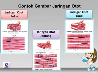 Contoh Gambar Jaringan Otot
Jaringan Otot
Polos
Jaringan Otot
Lurik
Jaringan Otot
Jantung
 