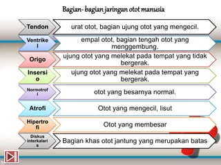 Tendon urat otot, bagian ujung otot yang mengecil.
Ventrike
l
empal otot, bagian tengah otot yang
menggembung.
Origo
ujung otot yang melekat pada tempat yang tidak
bergerak.
Insersi
o
ujung otot yang melekat pada tempat yang
bergerak.
Normotrof
i otot yang besarnya normal.
Atrofi Otot yang mengecil, lisut
Hipertro
fi Otot yang membesar
Diskus
interkalari
s
Bagian khas otot jantung yang merupakan batas
Bagian- bagianjaringanototmanusia
 