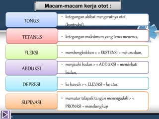 • ketegangan akibat mengerutnya otot
(kontraksi),
TONUS
• ketegangan maksimum yang terus menerus,TETANUS
• membengkokkan > < EKSTENSI = meluruskan,FLEKSI
• menjauhi badan > < ADDUKSI = mendekati
badan,
ABDUKSI
• ke bawah > < ELEVASI = ke atas,DEPRESI
• memutar telapak tangan menengadah > <
PRONASI = menelungkup
SUPINASI
Macam-macam kerja otot :
 