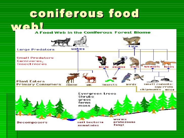 6th Period Coniferous