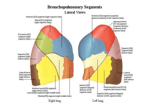 Structure and Function of the lung