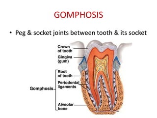 GOMPHOSIS
• Peg & socket joints between tooth & its socket
 