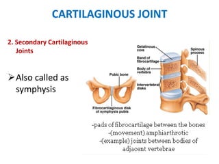 CARTILAGINOUS JOINT
2. Secondary Cartilaginous
Joints
Also called as
symphysis
 