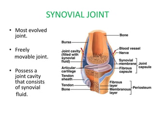 SYNOVIAL JOINT
• Most evolved
joint.
• Freely
movable joint.
• Possess a
joint cavity
that consists
of synovial
fluid.
 