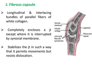 2. Fibrous capsule
 Longitudinal & interlacing
bundles of parallel fibers of
white collagen.
 Completely encloses a jt
except where it is interrupted
by synovial membrane.
 Stabilizes the jt in such a way
that it permits movements but
resists dislocation.
 