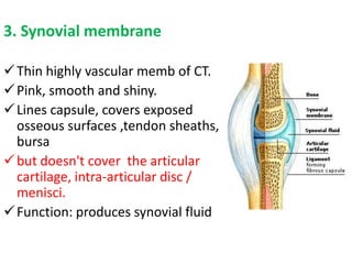 3. Synovial membrane
Thin highly vascular memb of CT.
Pink, smooth and shiny.
Lines capsule, covers exposed
osseous surfaces ,tendon sheaths,
bursa
but doesn't cover the articular
cartilage, intra-articular disc /
menisci.
Function: produces synovial fluid
 