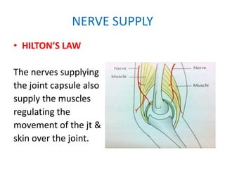 NERVE SUPPLY
• HILTON’S LAW
The nerves supplying
the joint capsule also
supply the muscles
regulating the
movement of the jt &
skin over the joint.
 