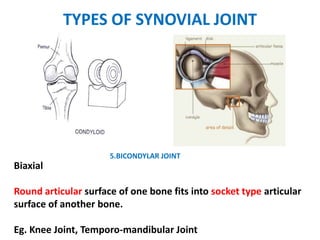 TYPES OF SYNOVIAL JOINT
5.BICONDYLAR JOINT
Biaxial
Round articular surface of one bone fits into socket type articular
surface of another bone.
Eg. Knee Joint, Temporo-mandibular Joint
 