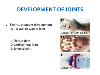 DEVELOPMENT OF JOINTS
 Their subsequent development
varies acc. to type of joint
1.Fibrous joint
2.Cartilaginous joint
3.Synovial joint
 