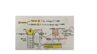 9TH 10TH 11TH 12TH CRANIAL NERVES.pptx