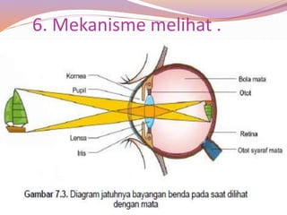 6. Mekanisme melihat .
 