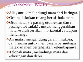 1. Aksesori Mata
Alis , untuk melindungi mata dari keringat.
Orbita , lekukan tulang berisi bola mata .
Otot mata , ( 2 pasang otot rektus dan 1
pasang otot sadak) , untuk menggerakkan
mata ke arah vertikal , horizontal , ataupun
menyilang .
Air mata , mengandung garam, mukosa,
dan lisozim untuk membasahi permukaan
mata dan mempertahankan kelembapanya .
Kelopak mata , melindungi mata dari
kekeringan dan debu .
 