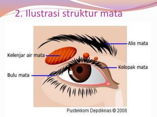 2. Ilustrasi struktur mata
 