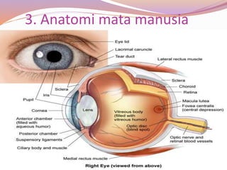 3. Anatomi mata manusia
 