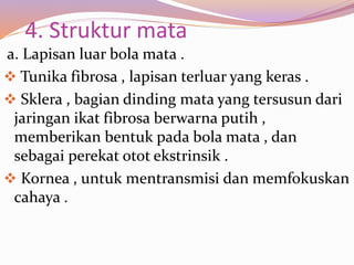 4. Struktur mata
a. Lapisan luar bola mata .
 Tunika fibrosa , lapisan terluar yang keras .
 Sklera , bagian dinding mata yang tersusun dari
jaringan ikat fibrosa berwarna putih ,
memberikan bentuk pada bola mata , dan
sebagai perekat otot ekstrinsik .
 Kornea , untuk mentransmisi dan memfokuskan
cahaya .
 