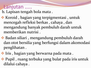 Lanjutan .....
b. Lapisan tengah bola mata .
 Koroid , bagian yang terpigmentasi , untuk
mencegah refleksi berkas , cahaya , dan
mengandung banyak pembuluh darah untuk
memberikan nutrisi .
 Badan siliari , mengandung pembuluh darah
dan otot bersilia yang berfungsi dalam akomodasi
penglihatan .
 Iris , bagian yang berwarna pada mata .
 Pupil , ruang terbuka yang bulat pada iris untuk
dilalui cahaya .
 