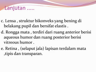 Lanjutan .....
c. Lensa , struktur bikonveks yang bening di
belakang pupil dan bersifat elastis .
d. Rongga mata , terdiri dari ruang anterior berisi
aqueous humor dan ruang posterior berisi
vitreous humor .
e. Retina , (selaput jala) lapisan terdalam mata
,tipis dan transparan.
 