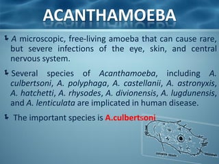 ACANTHAMOEBA
A microscopic, free-living amoeba that can cause rare,
 but severe infections of the eye, skin, and central
 nervous system.
Several species of Acanthamoeba, including A.
 culbertsoni, A. polyphaga, A. castellanii, A. astronyxis,
 A. hatchetti, A. rhysodes, A. divionensis, A. lugdunensis,
 and A. lenticulata are implicated in human disease.
 The important species is A.culbertsoni
 