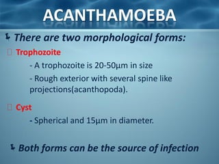 ACANTHAMOEBA
There are two morphological forms:
  Trophozoite
      - A trophozoite is 20-50µm in size
      - Rough exterior with several spine like
      projections(acanthopoda).
  Cyst
      - Spherical and 15µm in diameter.


 Both forms can be the source of infection
 