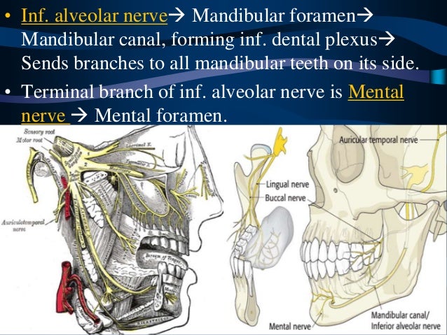 Surgical anatomy of Infratemporal fossa. by Dr. Aditya Tiwari