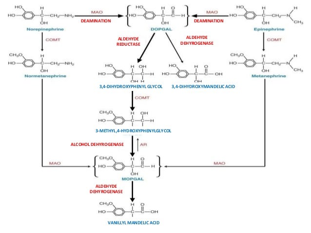 Adrenergic receptors and its modulators