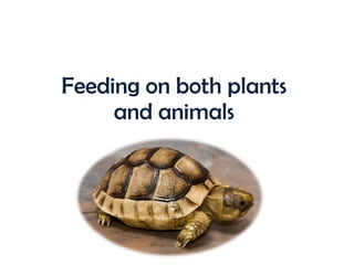 Feeding on both plants and animals 