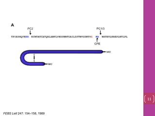 FEBS Lett 247: 154–158, 1989
11
 